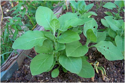 Withania somnifera (Aswagandha / Indian ginseng)