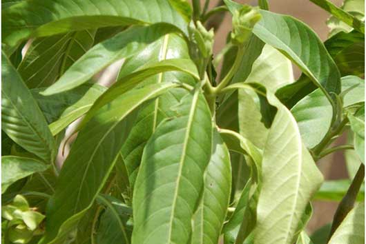 Adhatoda vasica (Vasaka / Malabar Nut)