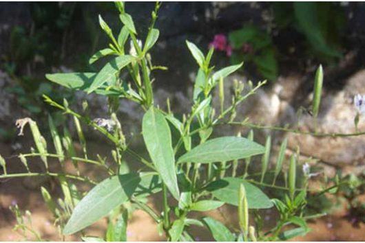Swertia chirata (Chirayata)