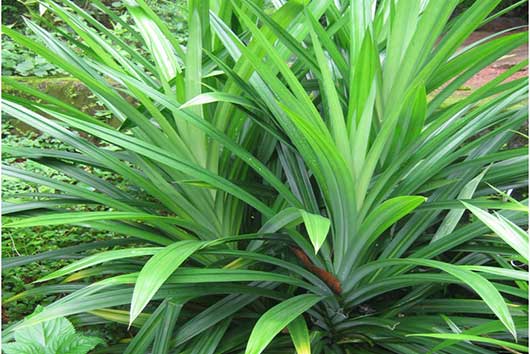 Pandanus amaryllifolius (Annapurna)