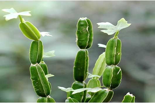 Cissus quadrangularis (Hadjod)