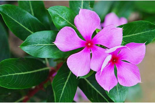 Vinca rosea (Sadabahari)