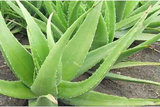 Aloe vera (Aloe)