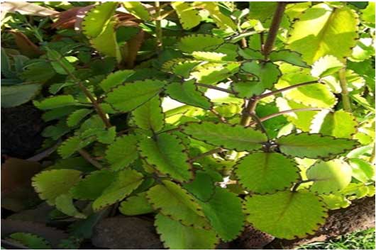 Bryophyllum pinnatum (Hemsagar)
