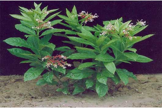 Rauvolfia serpentina (Sarpagandha)