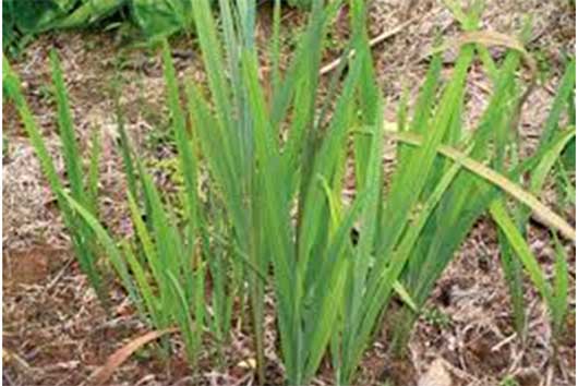 Acorus calamus (Vacha)