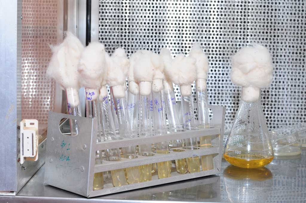 Microbiology Lab